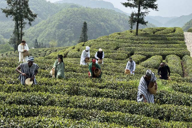 An Unforgettable Experience Tour of Yichang Tea Plantation 