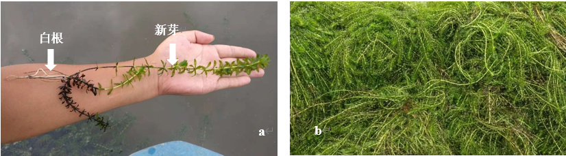施用碳可力后旺盛成长的轮叶黑藻
