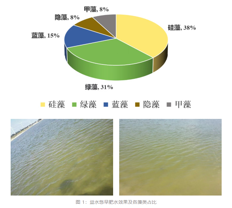 益水悠早肥水成效及各藻类占比
